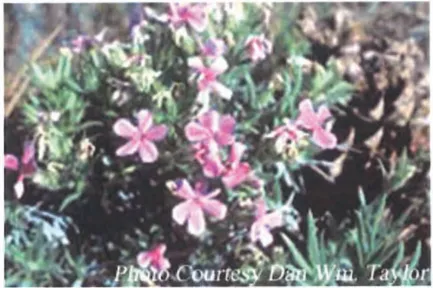 Close-up photograph of Yreka Phlox (Phlox hirsuta), a federally and state-listed endangered plant species with small pink-purple flowers found in limited locations within the City of Yreka