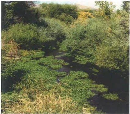 View of Yreka Creek showing a narrow waterway bordered by dense green riparian vegetation including willows and shrubs, with hills visible in the background. The creek’s natural habitat provides wildlife corridor and drainage functions for the city.